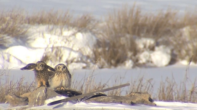 Short-eared Owl (Northern) - ML201668291