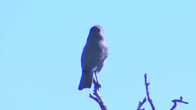 Pinyon Jay - ML201668321