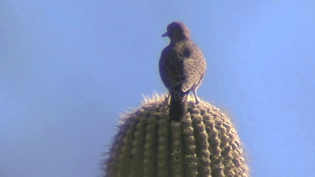 Gilded Flicker - ML201668331