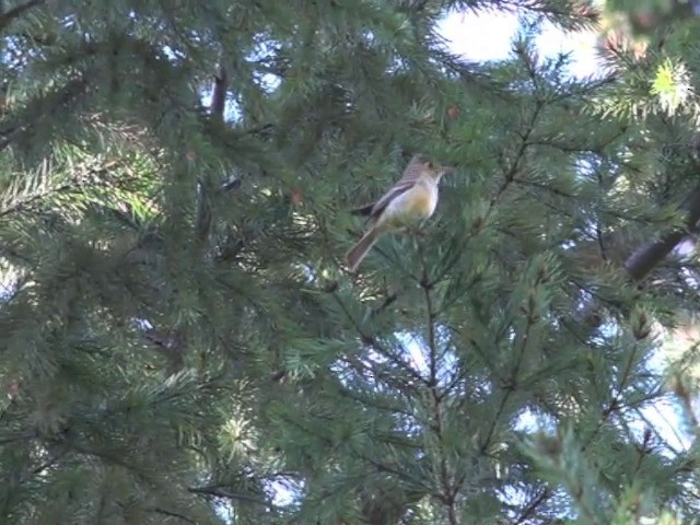 Western Flycatcher (Pacific-slope) - ML201668361