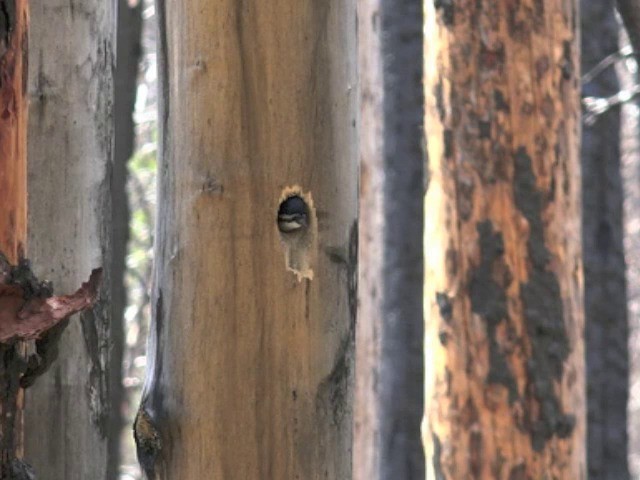 Black-backed Woodpecker - ML201668371