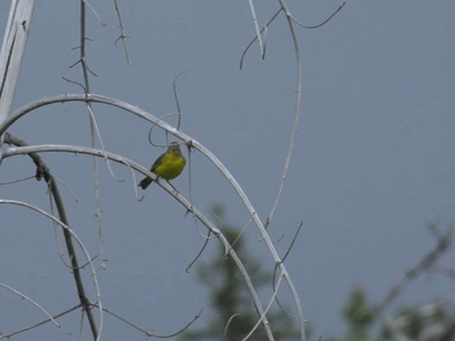 Rubinfleck-Waldsänger (ridgwayi) - ML201668451