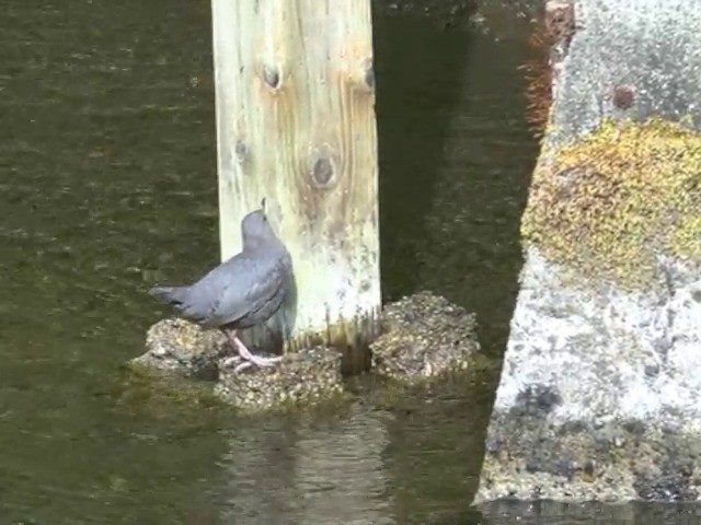 American Dipper (Northern) - ML201668531