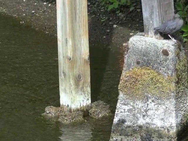 American Dipper (Northern) - ML201668541