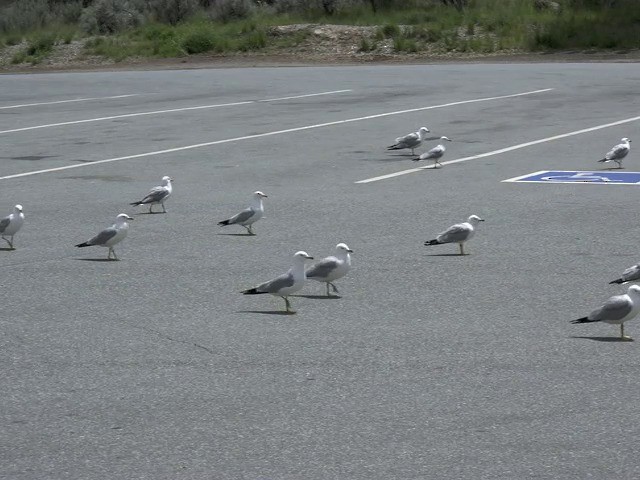 Ring-billed Gull - ML201668581