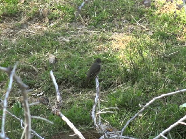 Western Wood-Pewee - ML201668611