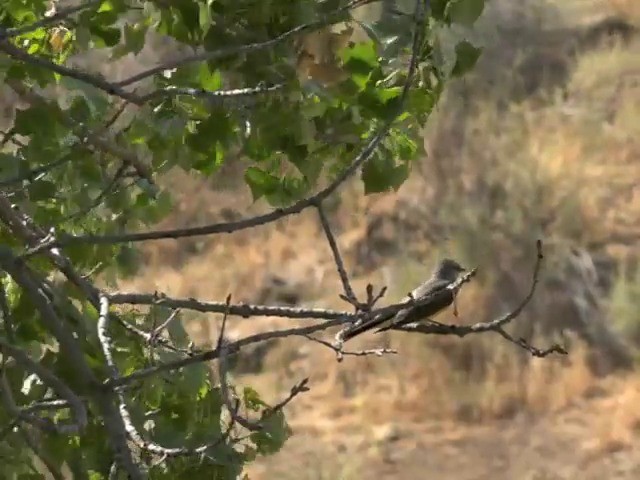 Western Kingbird - ML201668621