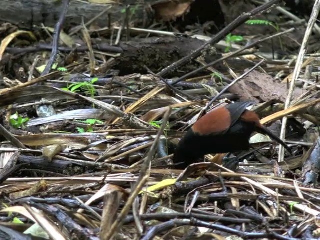 North Island Saddleback - ML201668671