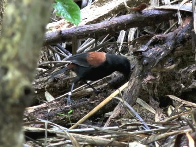 North Island Saddleback - ML201668681