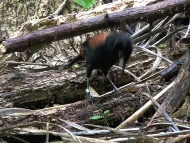 North Island Saddleback - ML201668691