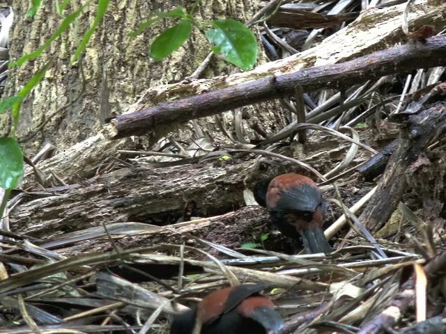 North Island Saddleback - ML201668701