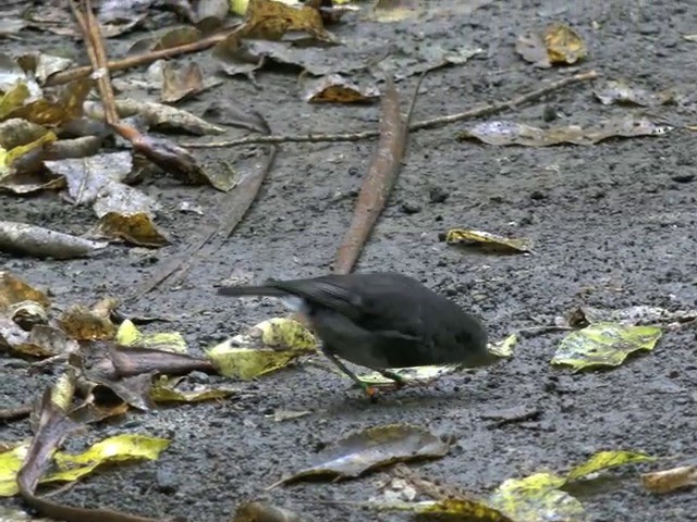 North Island Robin - ML201668741