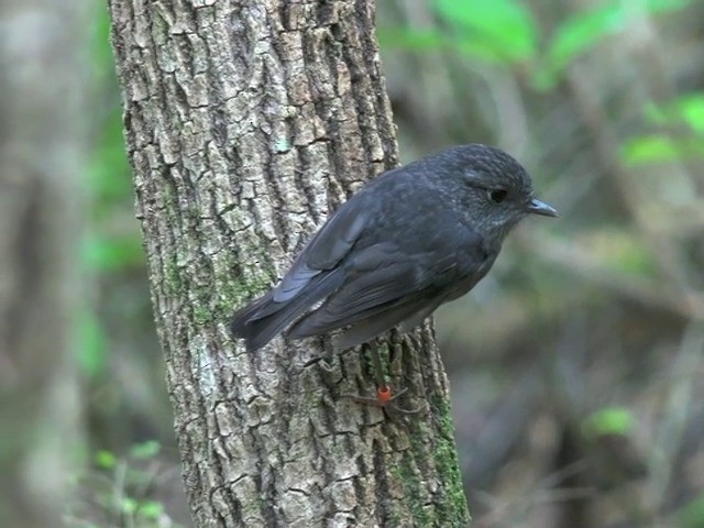 North Island Robin - ML201668751