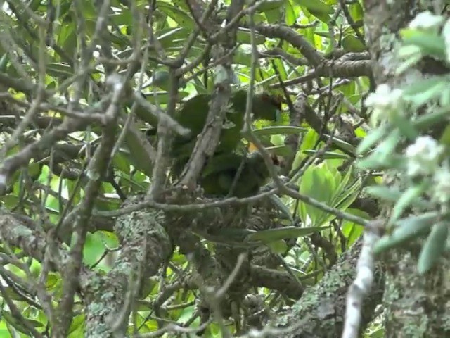 Red-crowned Parakeet - ML201668781
