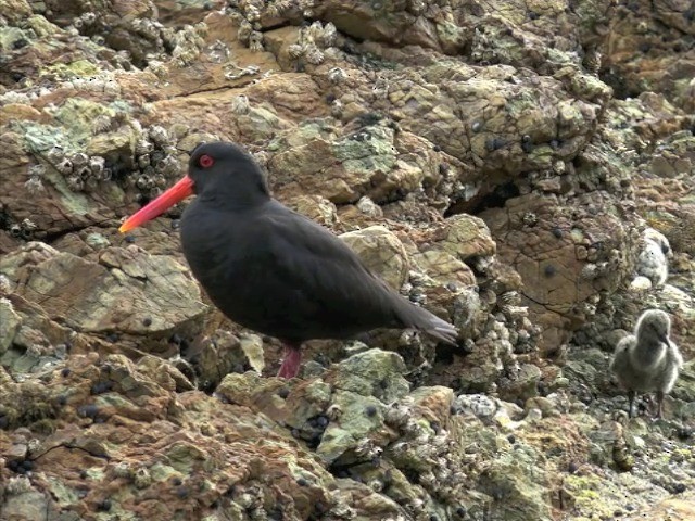 Variable Oystercatcher - ML201668791