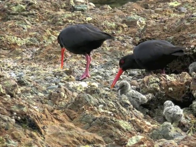 Variable Oystercatcher - ML201668811