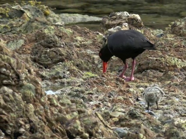 Variable Oystercatcher - ML201668821