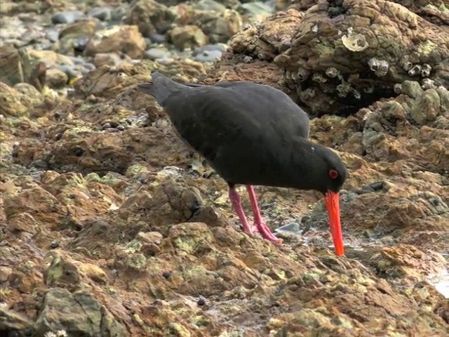 Variable Oystercatcher - ML201668831