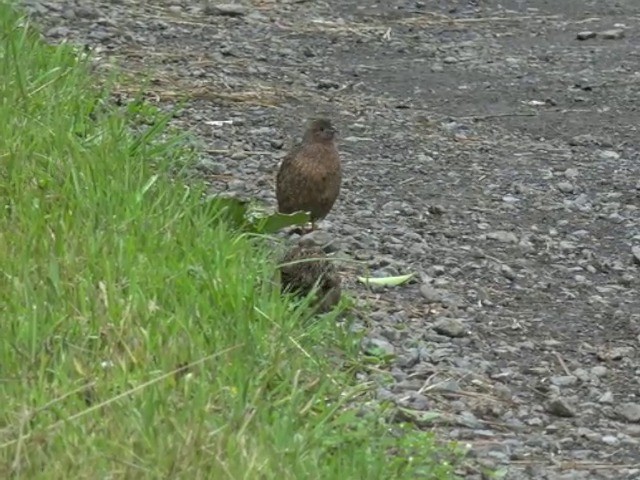 Brown Quail - ML201668851