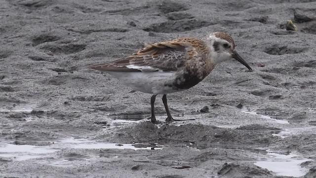 Rock Sandpiper (Pribilof Is.) - ML201668881
