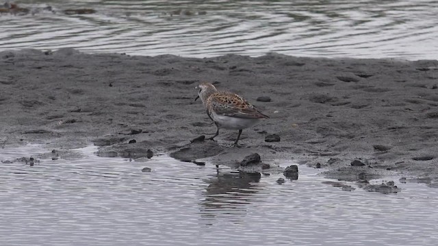 Rock Sandpiper (Pribilof Is.) - ML201668891