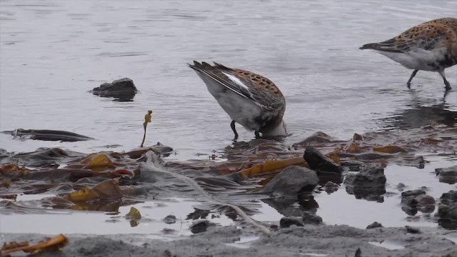 Rock Sandpiper (Pribilof Is.) - ML201668901