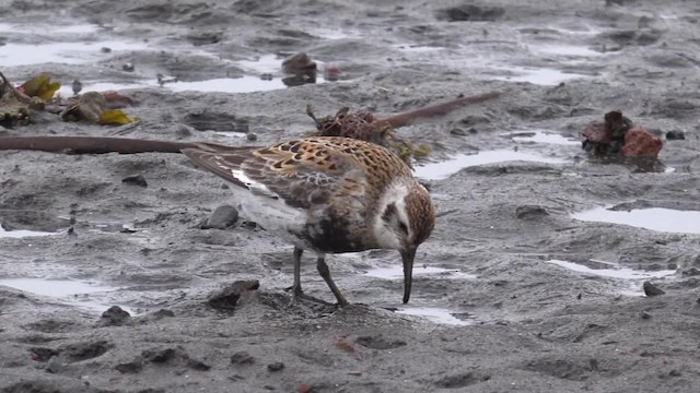 Rock Sandpiper (Pribilof Is.) - ML201668911