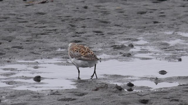 Rock Sandpiper (Pribilof Is.) - ML201668921