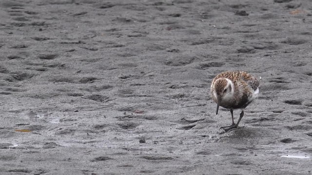 Rock Sandpiper (Pribilof Is.) - ML201668931