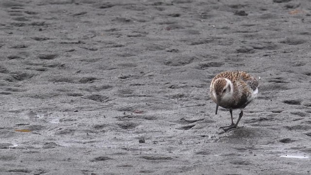 Beringstrandläufer (ptilocnemis) - ML201668931