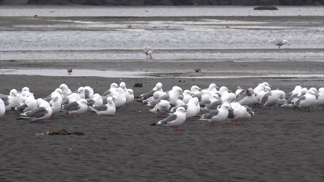 Red-legged Kittiwake - ML201668951