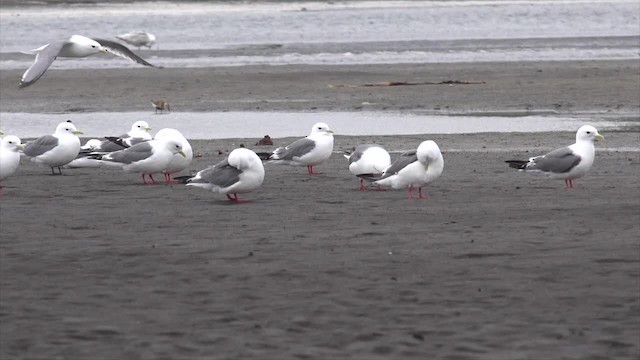 Red-legged Kittiwake - ML201668961