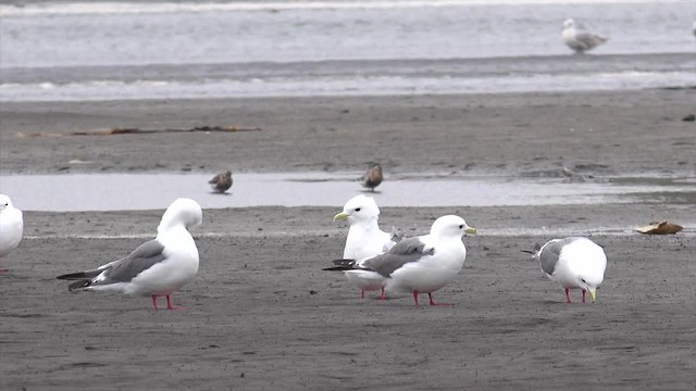 Red-legged Kittiwake - ML201668971