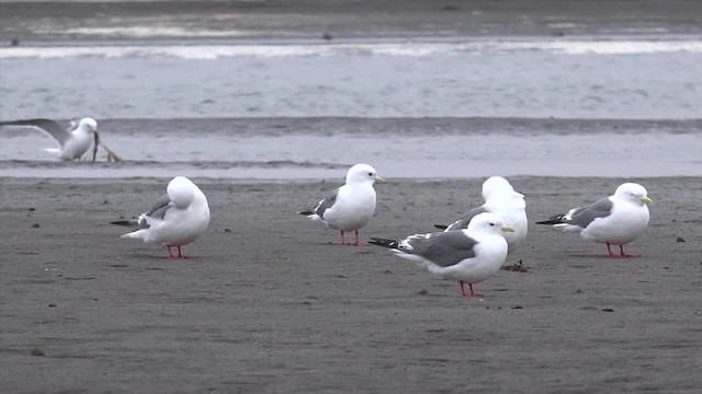 Red-legged Kittiwake - ML201668981