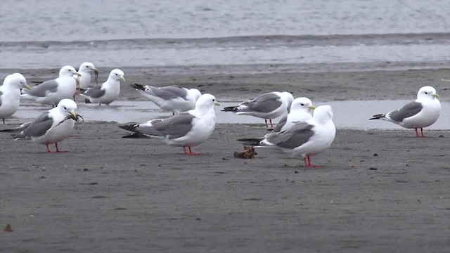 Red-legged Kittiwake - ML201668991