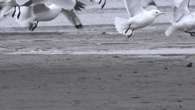 Red-legged Kittiwake - ML201669001