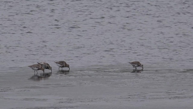 Rock Sandpiper (Pribilof Is.) - ML201669011
