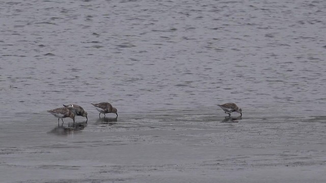 Bécasseau des Aléoutiennes (ptilocnemis) - ML201669011