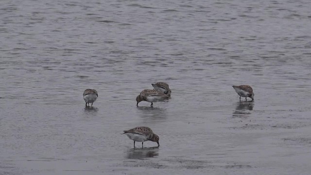 Bécasseau des Aléoutiennes (ptilocnemis) - ML201669021