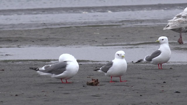 Red-legged Kittiwake - ML201669041