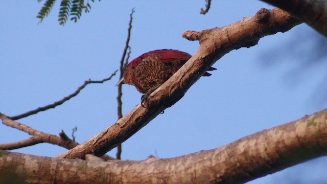 Banded Woodpecker - ML201669061