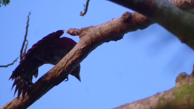 Banded Woodpecker - ML201669071