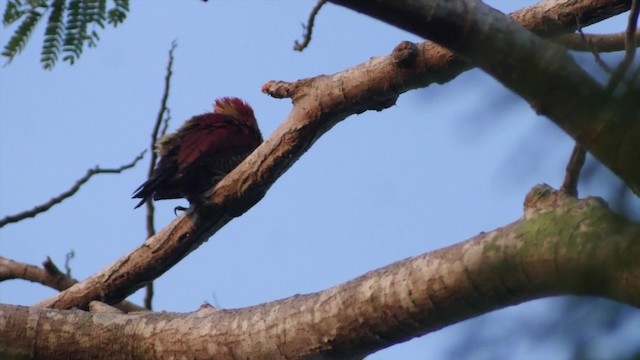 Banded Woodpecker - ML201669081