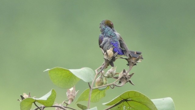 Suimanga Gorjipardo - ML201669091