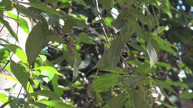 Black-and-white Bulbul - ML201669171