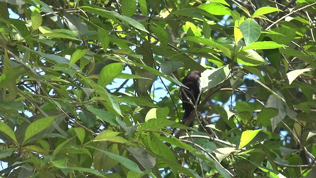 Black-and-white Bulbul - ML201669181