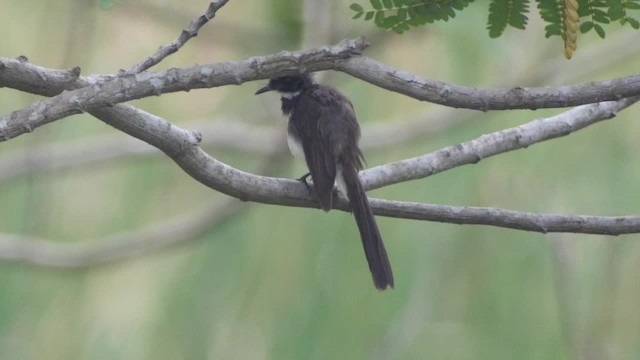 Ошейниковая веерохвостка - ML201669201