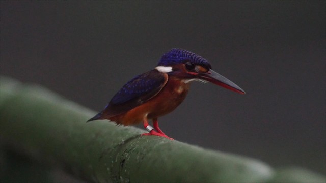 Blue-eared Kingfisher - ML201669231