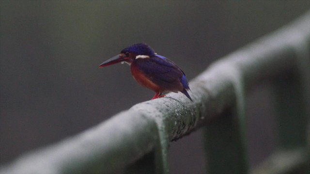 Blue-eared Kingfisher - ML201669241