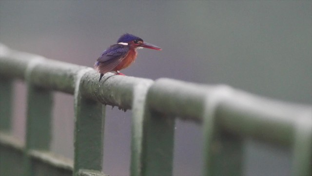 Blue-eared Kingfisher - ML201669251